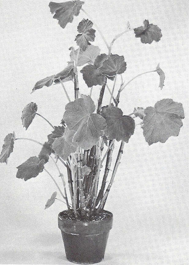 B. ‘Reniformis’